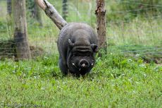 Hängebauchschwein (20 von 37).jpg
